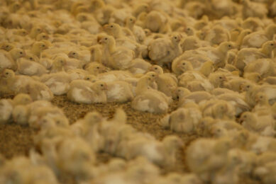 Sales of Highest Priority Critically Important Antimicrobials (HP-CIAs) for food-producing animals remained very low and were essentially unchanged on 2023 figures but are 84% lower than 2014. Photo: Henk Riswick