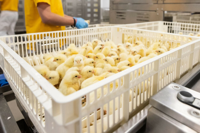 RSPCA Assured has updated its welfare standards for hatcheries, including the requirement for permission for sea, air, or rail transport along with clear welfare plans. Photo: Michel Velderman