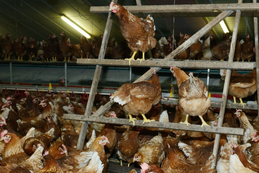 Thijs Kuiken, a Dutch virologist, says that while the housing order in the Netherlands has prevented additional outbreaks, it cannot provide complete protection. Photo: Frank Uijlenbroek