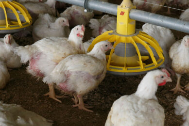 In 2024/25, sales of poultry feed increased by 1.2% to 8.1 million tonnes, thanks to the further recovery of production but also to the success of chicken and eggs with consumers. Photo: Hans Prinsen