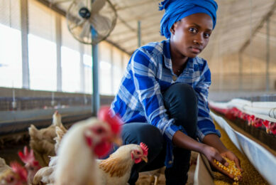 Ralph Ayitey of the Association of Ghana Industries observed in 2025: “This staggering consumption figure serves as a clear indication that our local poultry industry is struggling to keep pace with demand.” Image created with the help of AI (Reve.art)