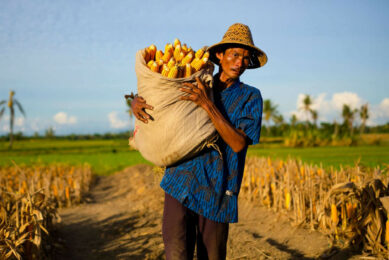 Indonesia’s Agricultural Ministry has announced plans to introduce a fixed purchase price for corn from farmers and a maximum retail price for livestock producers. This image was created with the help of AI (Reve.art)