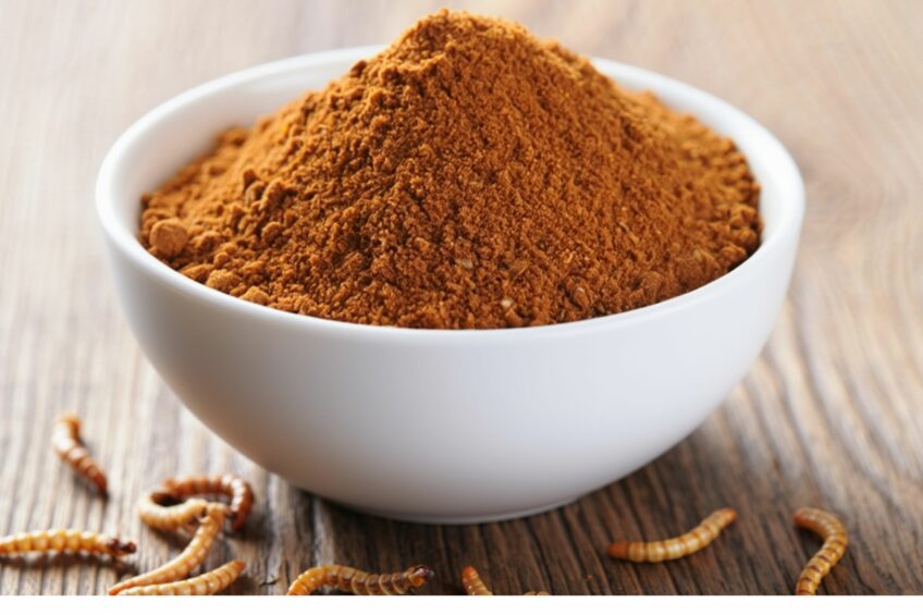 Ukraine’s poultry processor MHP rolls out plan to launch insect meal production