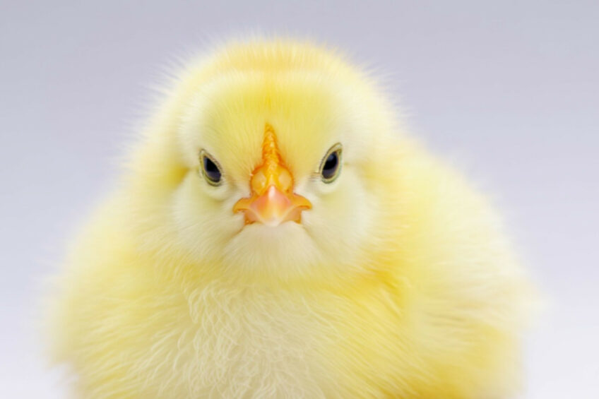 Ensuring chicks receive optimal nutrition is paramount as it influences their early development, health, and long-term productivity. Image created with the help of AI (Reve.art)
