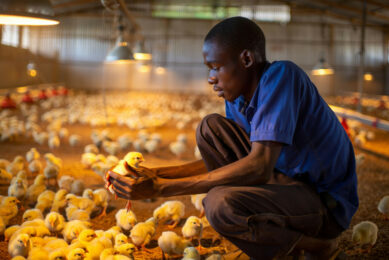 Kenya has become one of Africa’s leading players in poultry meat preparations and egg production.