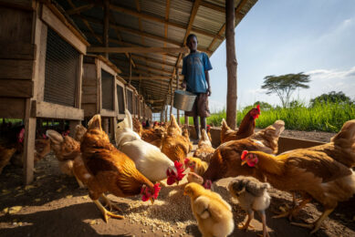 Malawi has shown that scaling export-oriented poultry production is possible even without being a top volume producer. Image created with the help of AI (Reve.art)