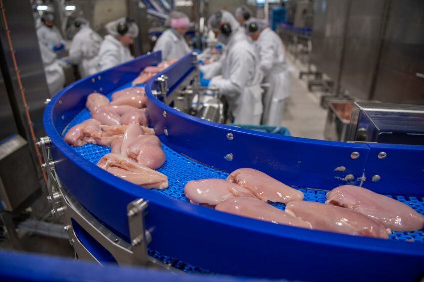 In 2022, Ukrainian poultry meat production was concentrated on a small number of large farms, each housing over 500,000 chickens. Photo: Mark Pasveer