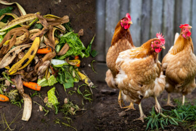 Can food waste and animal manure can be converted into valuable volatile fatty acids that can be used as a substrate to cultivate protein-rich fungal biomass, which can be used to produce animal feed? This image was created with the help of AI (Reve.art)