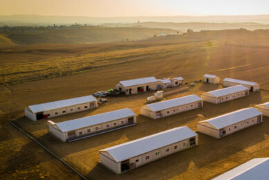 The Syrian government faces a difficult choice: either protect consumers or defend the reeling poultry industry. Image created with the help of AI (Reve.art)