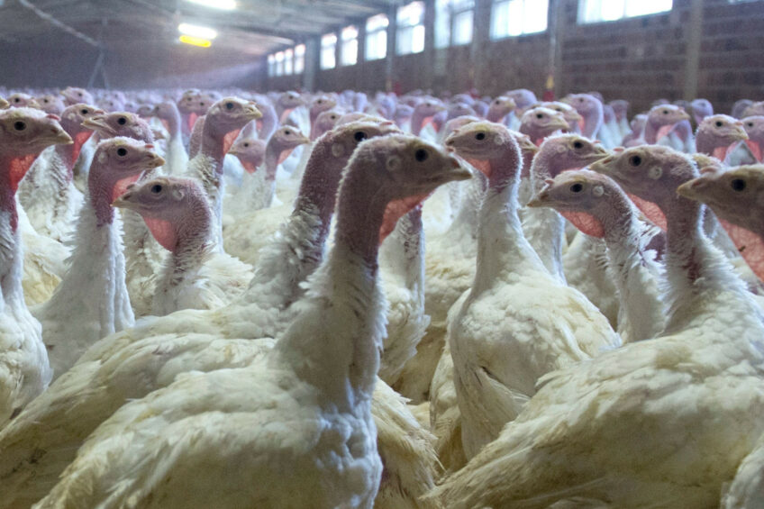 According to a recent study, a drone-equipped AI system can accurately detect turkey behaviours. Photo: Marcel ven Hoorn