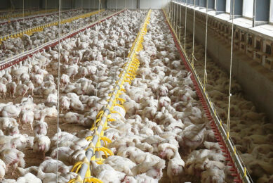The UK poultry meat sector directly supports 35,000 jobs, contributes £8.5 billion in GVA, and represents 0.3% of total GDP. Photo: Hans Prinsen