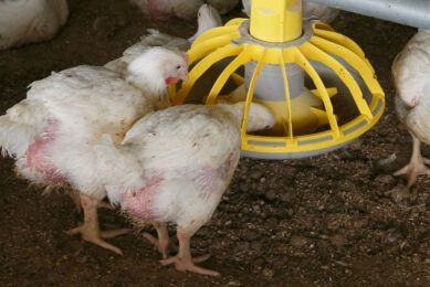 Uzbekistan sees a surge in poultry imports despite the government's plans to ramp up poultry production to 1 million tonnes in 2025. Photo: Hans Prinsen