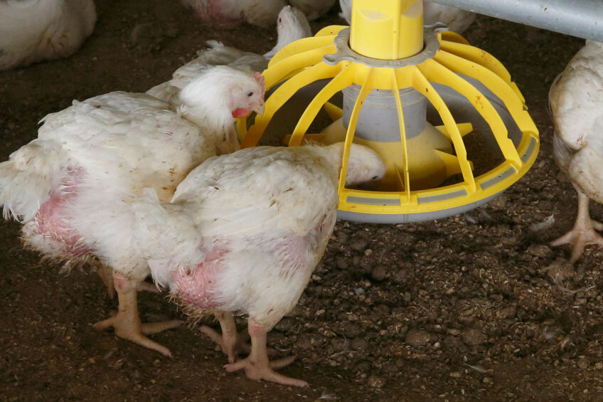 Uzbekistan sees a surge in poultry imports despite the government's plans to ramp up poultry production to 1 million tonnes in 2025. Photo: Hans Prinsen