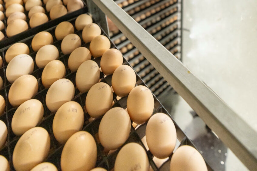 While the Farming Profitability Review sets out a broad strategic framework, industry groups say its impact will be judged on whether the issues raised by egg producers are translated into practical measures that support confidence and long-term investment. Photo: Koos Groenewold