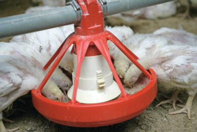 Strategic use of essential oils in poultry diets can optimise growth. Photo: Jan Willem Schouten
