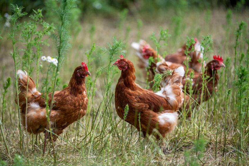 From 1 January 2026, birds over 30 weeks of age must be fed 100% organic diets. Photo: Mark Pasveer