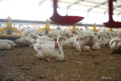 A total of 16 new organisations have joined the IPC’s antimicrobial use stewardship programme. Photo: Hans Prinsen