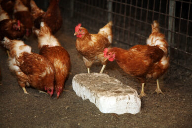 Litter substrate type affects key hen welfare measures, including integument health, dustbathing, and foraging. Photo: Herbert Wiggerman