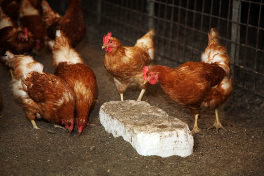 Litter substrate type affects key hen welfare measures, including integument health, dustbathing, and foraging. Photo: Herbert Wiggerman