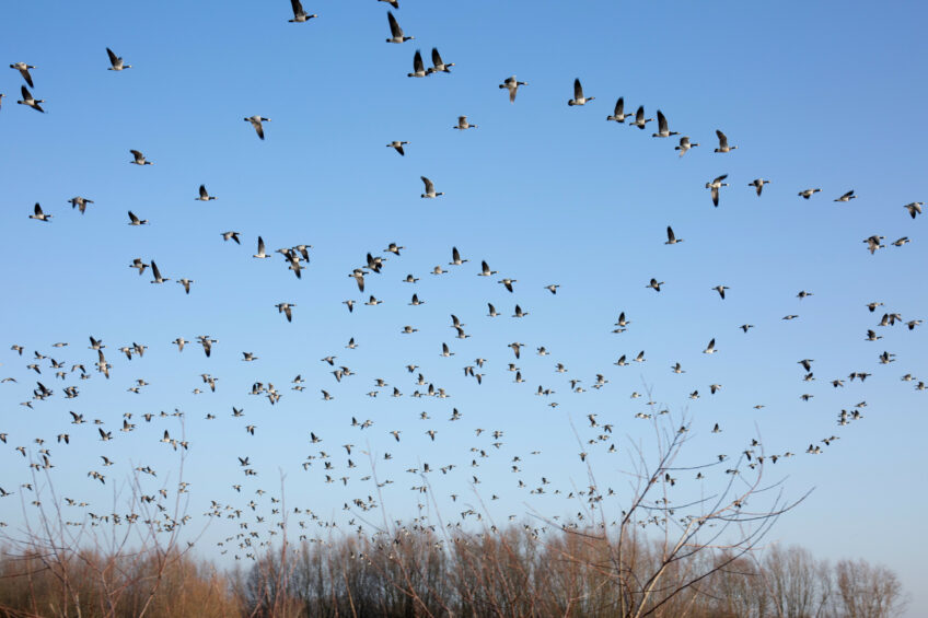 Migratory birds are largely responsible for the spread of bird flu. Photo: Herbert Wiggerman