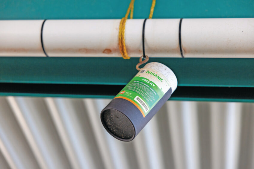 A fly free barn is possible with a fully organic approach, without the use of chemicals. Photo: Peter Roek.