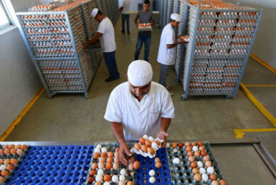 It is estimated that national production reached about 10 billion eggs per year in 2025, versus domestic demand closer to 6-7 billion. Image created with the help of AI (Reve.art)
