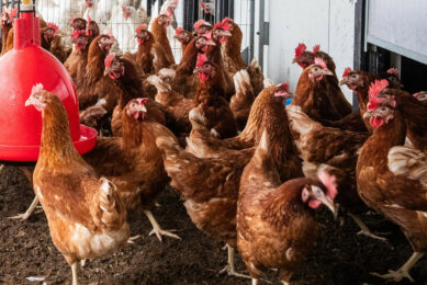 A new international research project will focus on addressing the escalating global threat posed by highly pathogenic avian influenza. Photo: Ronald Hissink
