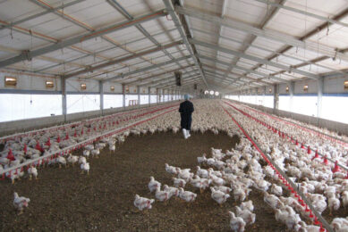 Broiler chicken house in Brazil. Photo: Boerderij Redacteur