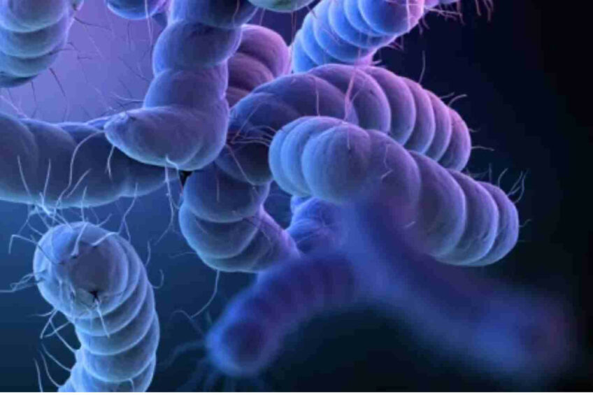 The growing threat of antimicrobial resistance in Campylobacter highlights the urgent need for new approaches to prevent and control infection, particularly within the food chain. Image created with the help of AI (Reve.art)