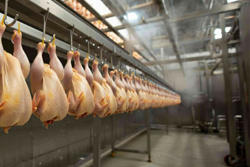 With the quotas foreseen in Mercosur agreement (180,000 mt), total imports would represent 9% of total EU poultry consumption. Image created with the help of AI (Reve.art)
