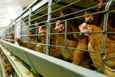 Whilst enriched ‘colony’ cages are an improvement on conventional ‘battery’ cages, they still do not fully provide for the physical and behavioural needs of laying hens. Photo: Michel Zoeter