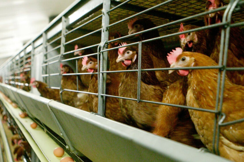 Whilst enriched ‘colony’ cages are an improvement on conventional ‘battery’ cages, they still do not fully provide for the physical and behavioural needs of laying hens. Photo: Michel Zoeter