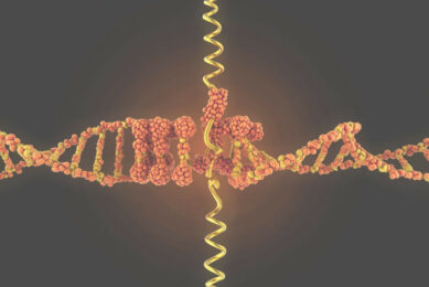 Crossbreed development boasts a history exceeding 135 years in nations including the United States, Netherlands, Germany, France, and England, whereas the Arian breed emerged in 1993. Image created with the help of AI (Reve.art)