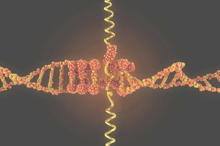 Crossbreed development boasts a history exceeding 135 years in nations including the United States, Netherlands, Germany, France, and England, whereas the Arian breed emerged in 1993. Image created with the help of AI (Reve.art)