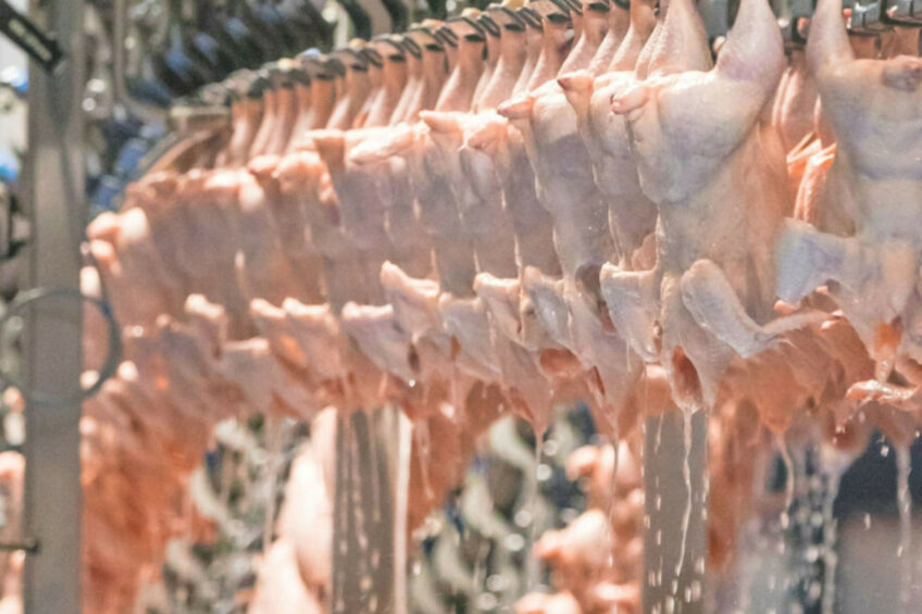 MHP is Ukraine's largest poultry exporter with a share ranging between 85% and 90%. Photo: Koos Groenewold
