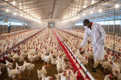 Nigeria’s poultry sector contributes about 25% of Nigeria’s agricultural GDP. Image created with the help of AI (Reve.art)