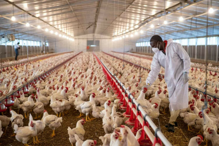 Nigeria’s poultry sector contributes about 25% of Nigeria’s agricultural GDP. Image created with the help of AI (Reve.art)