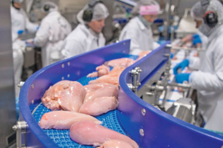 Poultry production growth is expected to stay high in 2026. Photo: Mark Pasveer