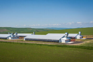Several prominent poultry meat manufacturers in Romania are expanding their capacities. Image created with the help of AI (Reve.art)