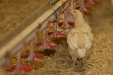 Valencia’s ministry of agriculture has activated the health protocol with compulsory veterinary inspection, preventive immobilisation and reinforcement of surveillance. Photo: Henk Riswick