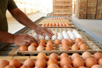 Intensive production has enabled Tunisia to largely meet its domestic demand for eggs. Image created with the help of AI (Reve.art)