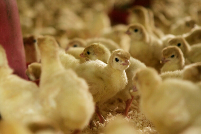 Almost half of the infected poultry farms are specialised in turkey meat. Photo: Jan Willem Schouten