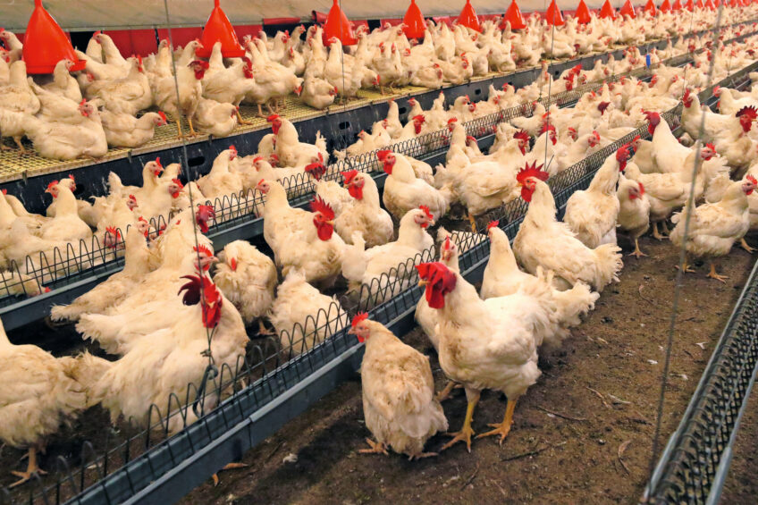 Feeding broiler breeders twice a day during the rearing phase can improve BW uniformity, while feeding twice a day during the laying phase can enhance reproductivity. Photo: Bert Jansen