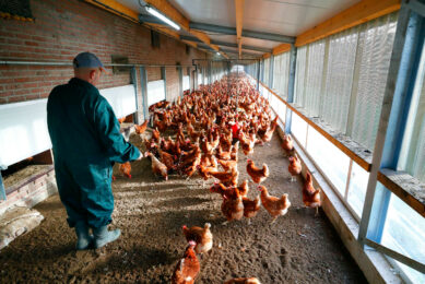 Andersons’ poultry consultants encourage poultry farmers to use the current buoyancy of the sector to reinvest for the long-term success of your business. Photo: Bert Jansen