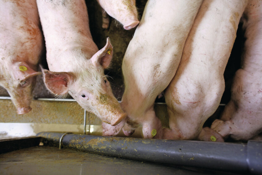 Feed can be a source of PRRSv. Photo: Hans Prinsen