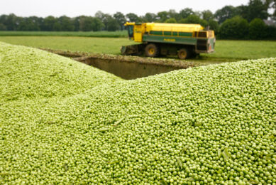 The Pea Protein Project represents more than a scientific breakthrough; it signals a shift toward climate-smart agriculture. Photo: Hans Prinsen