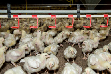 On the global arena, Poland is facing rising competition from emerging broiler meat exporters. Photo: Reina de Vries