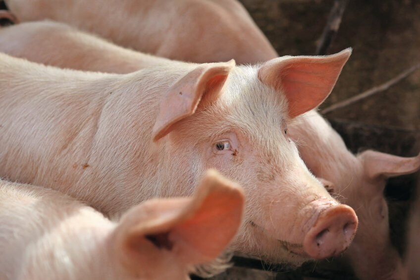 For sows, more is not always better when it comes to trace minerals. Photo: Shutterstock