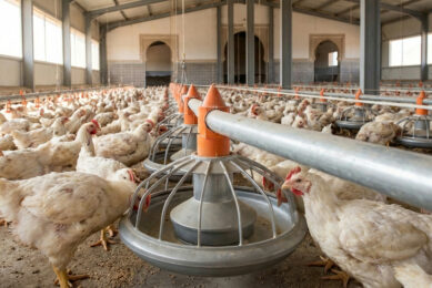 Morocco’s National Association of Poultry Meat Producers warned that compound feed factories are increasingly unable to obtain key inputs, threatening the stability of the entire animal production chain. AI-generated image (Reve)