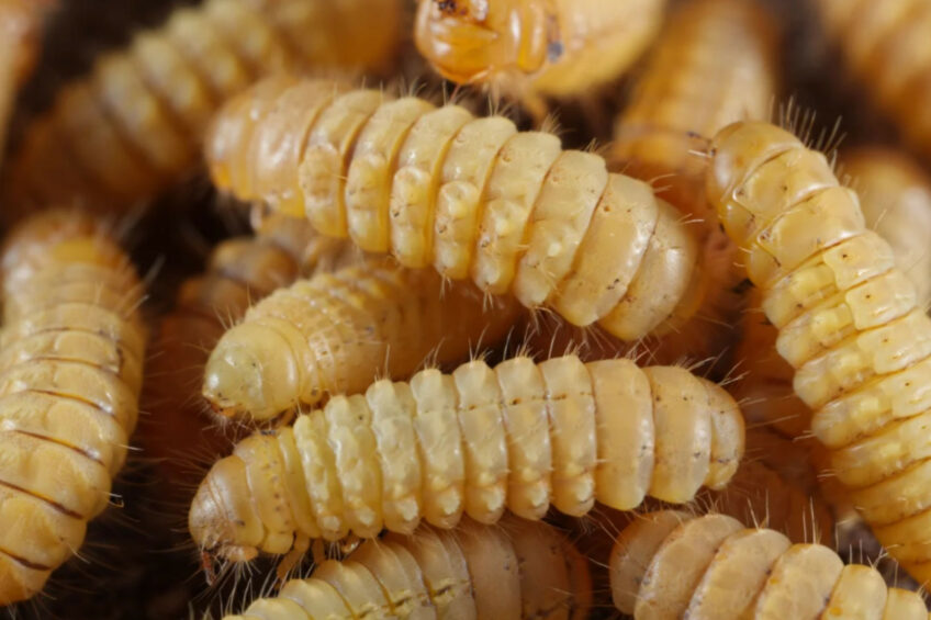 Researchers set out to determine whether treated wastewater materials could support healthy larval growth while reducing waste in poultry processing streams. Image created with the help of AI (Reve.art)